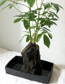 PLANT Schefflera på Lavasten Discount