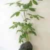 PLANT Schefflera på Lavasten, oversize Sale