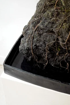 PLANT Schefflera på Lavasten, oversize Sale