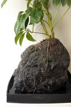 PLANT Schefflera på Lavasten, oversize Sale