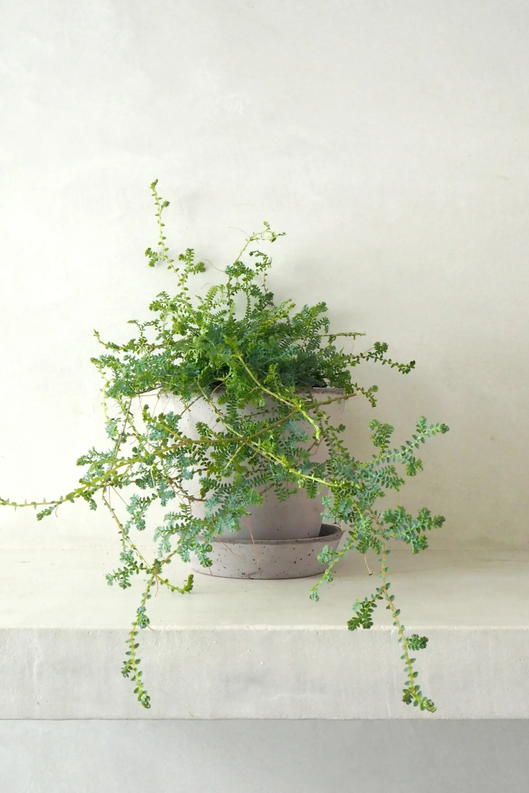 PLANT Seleginelle Peacock bregne Sale