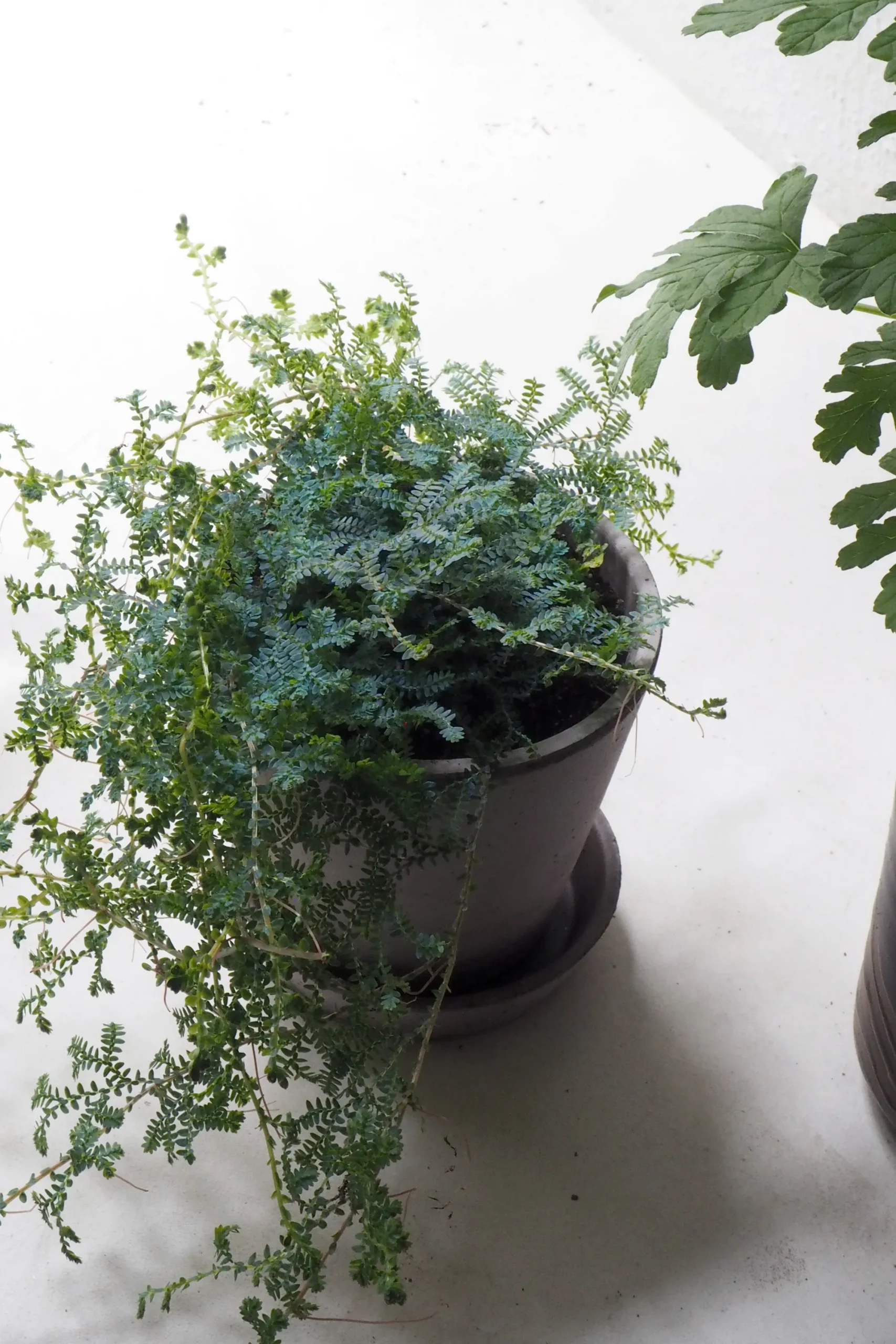 PLANT Seleginelle Peacock bregne Sale
