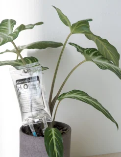 PLANT Selvvandende Life support, lille Best