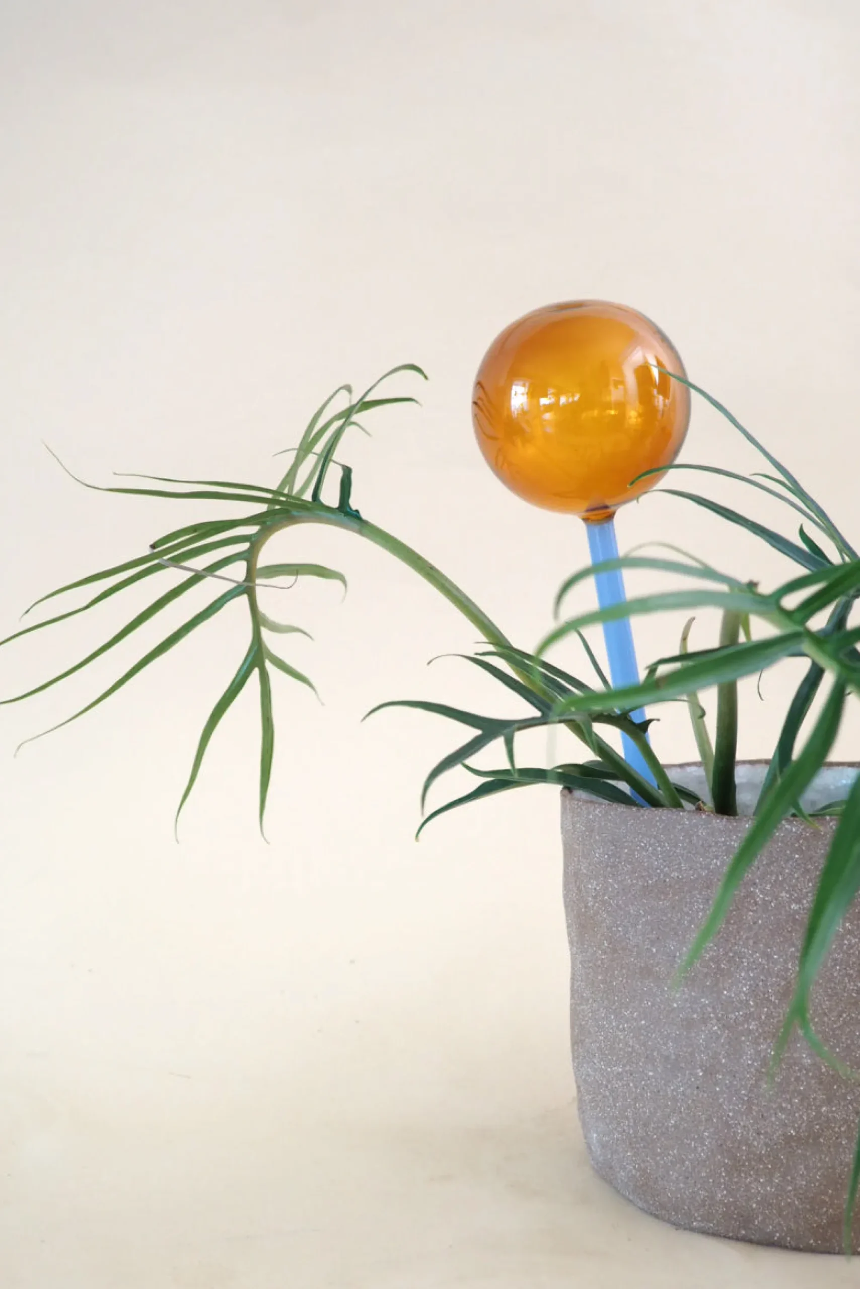 PLANT Selvvandingsglas - Amber/Blå New