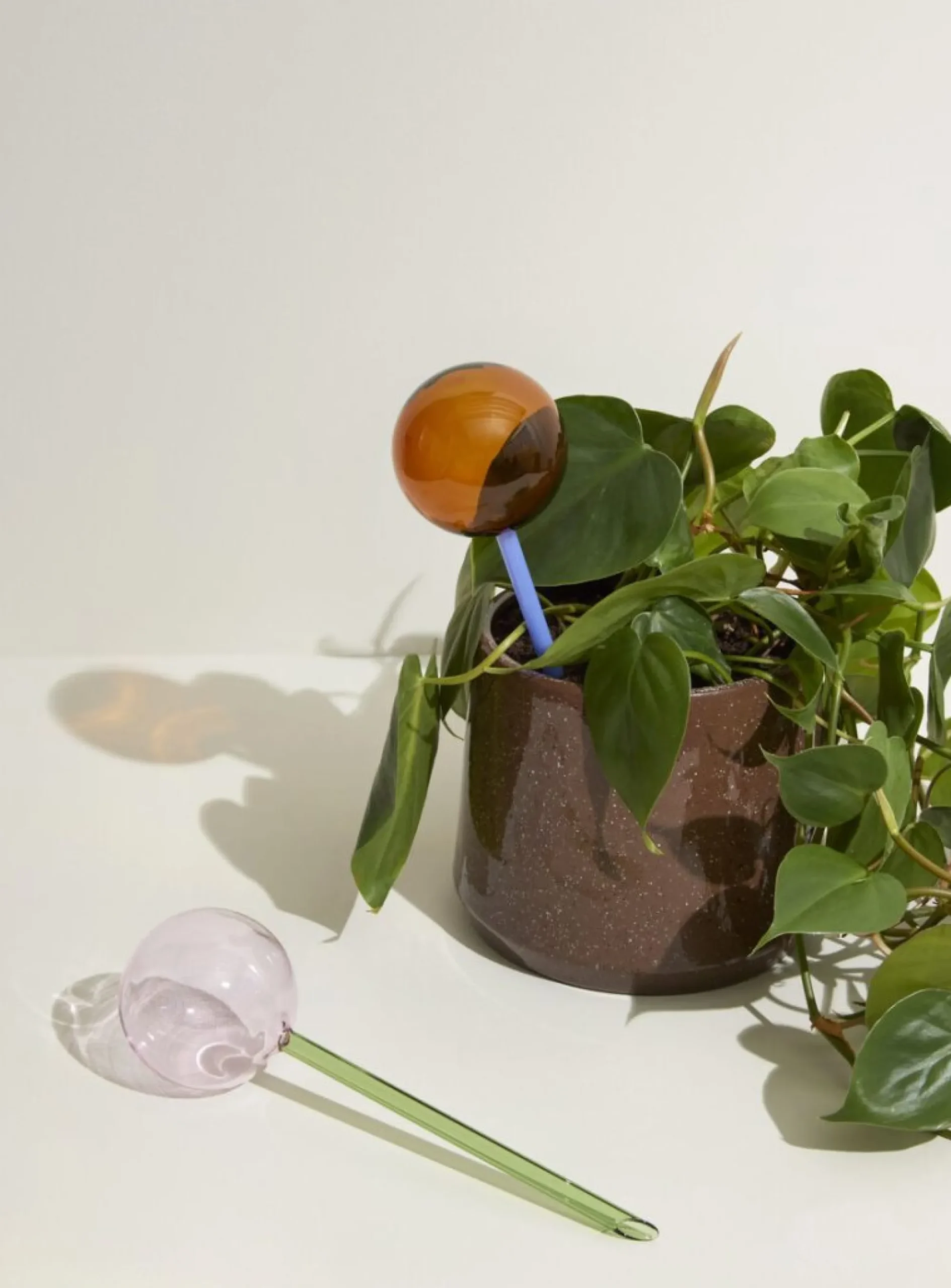 PLANT Selvvandingsglas - Amber/Blå New