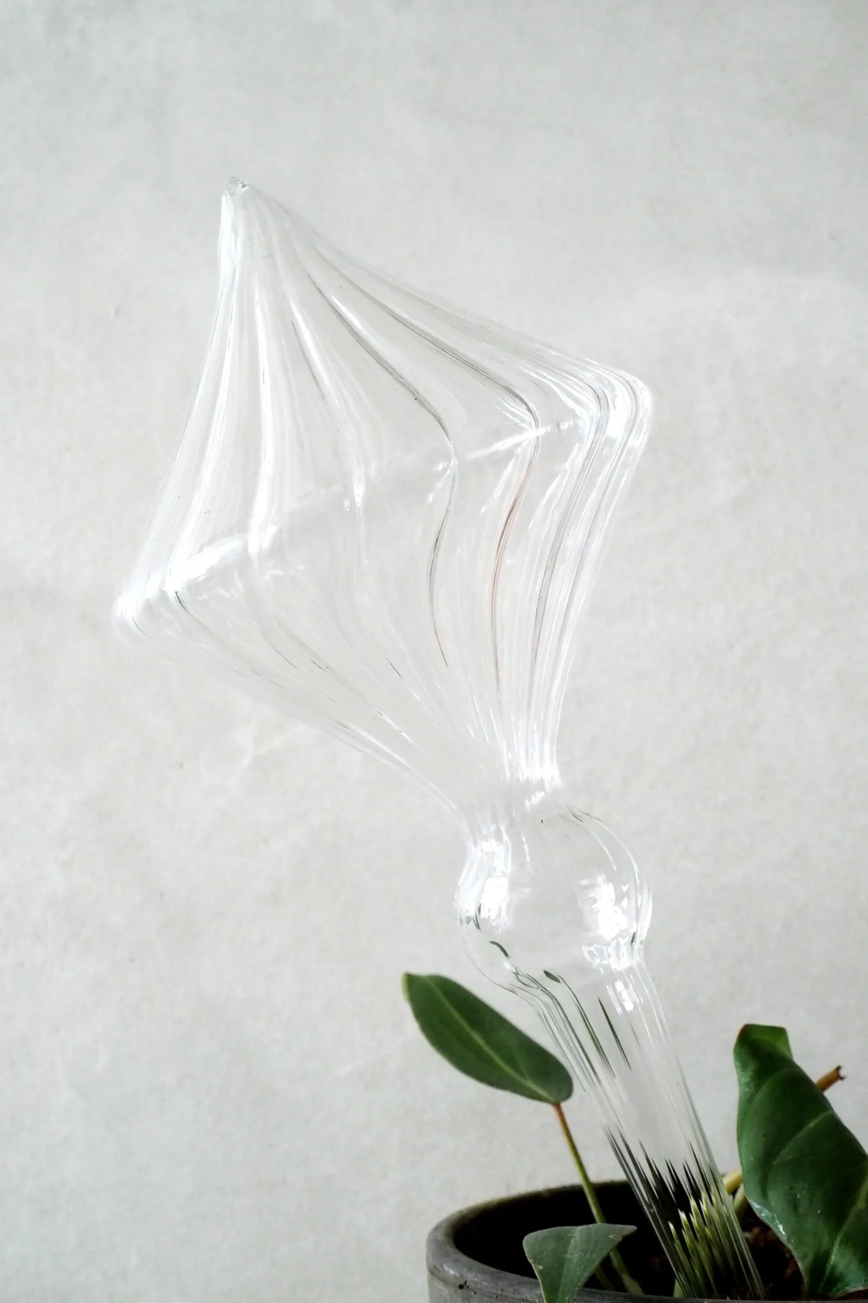 PLANT Selvvandingsglas, 4 stk New