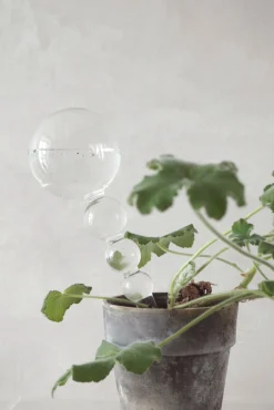 PLANT Selvvandingsglas, dot Clearance
