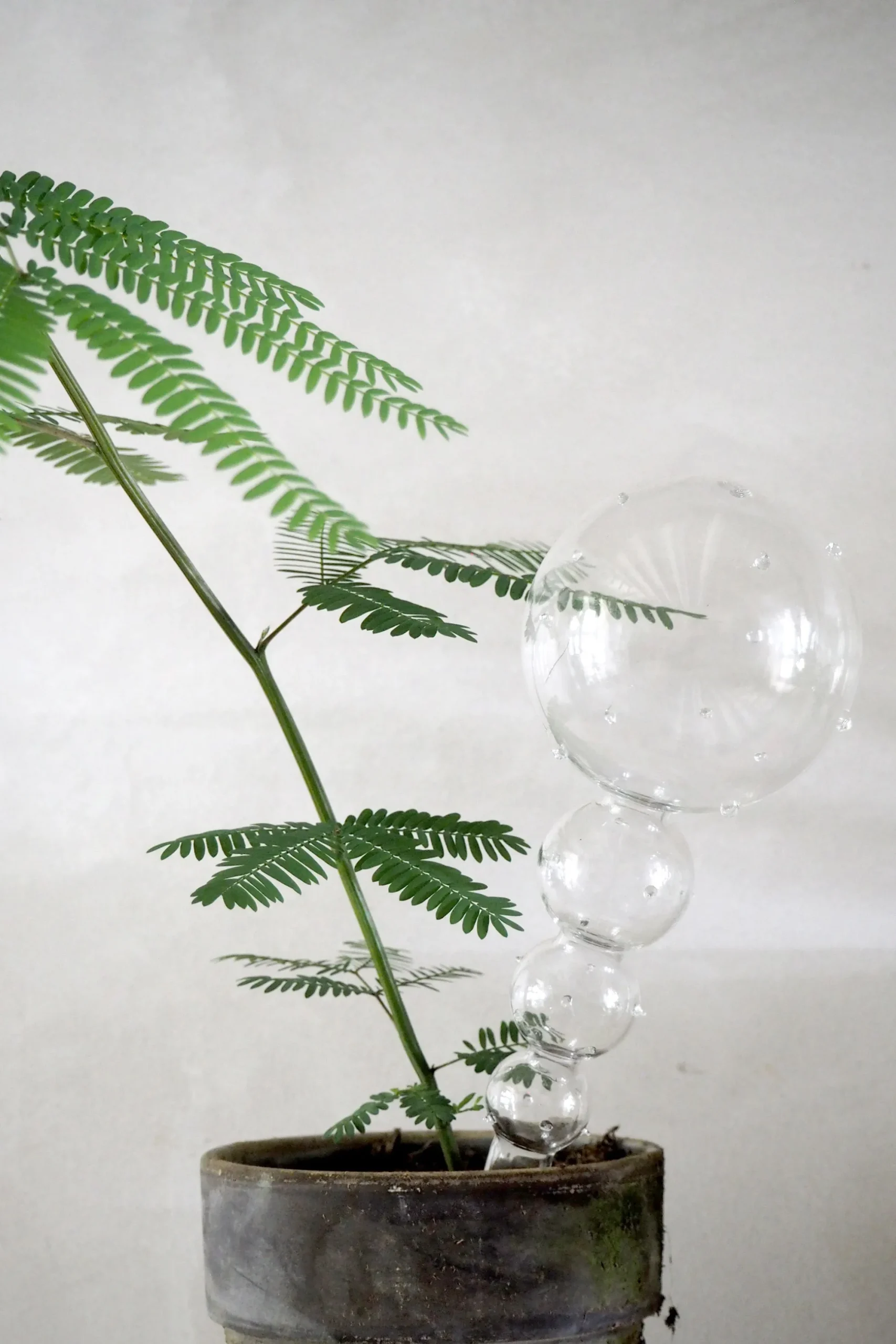 PLANT Selvvandingsglas, double dot Best