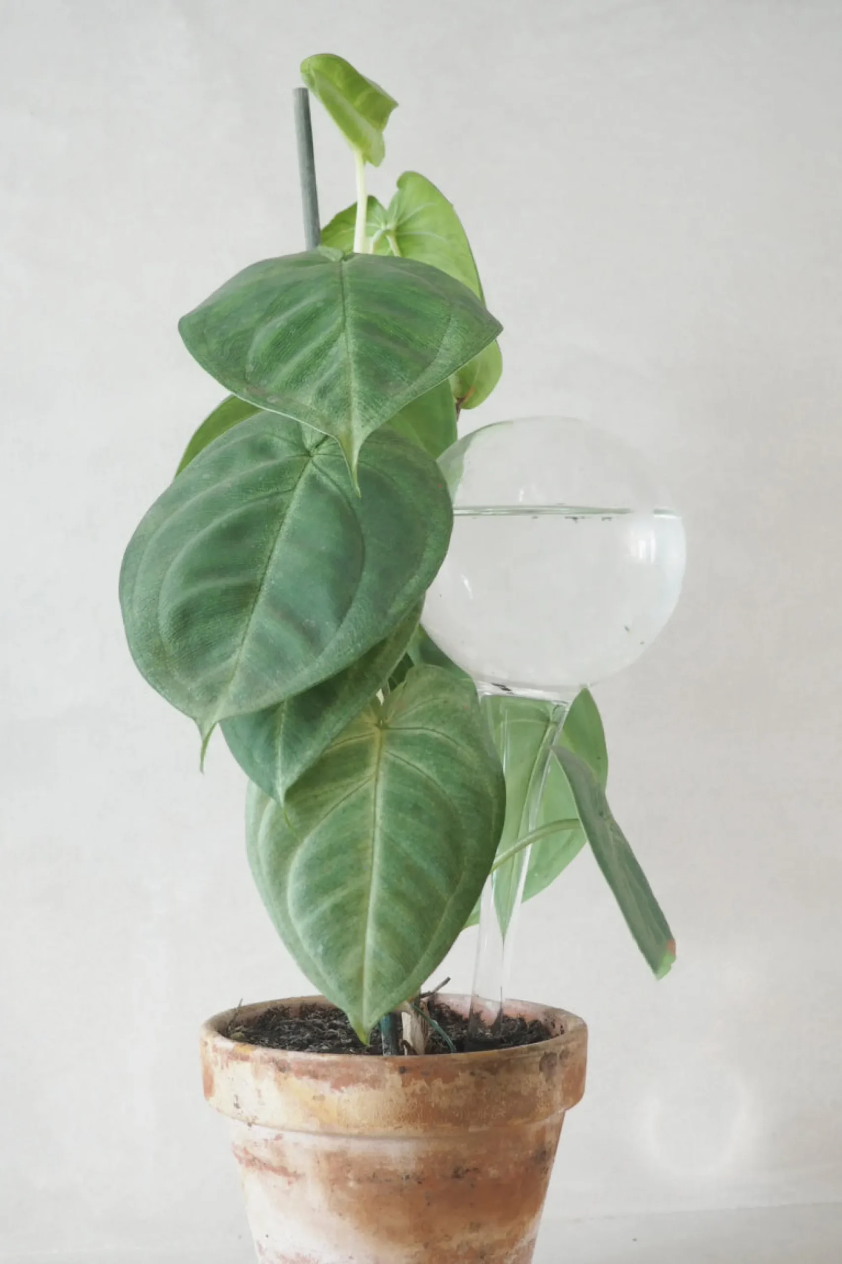 PLANT Selvvandingsglas, globe Clearance