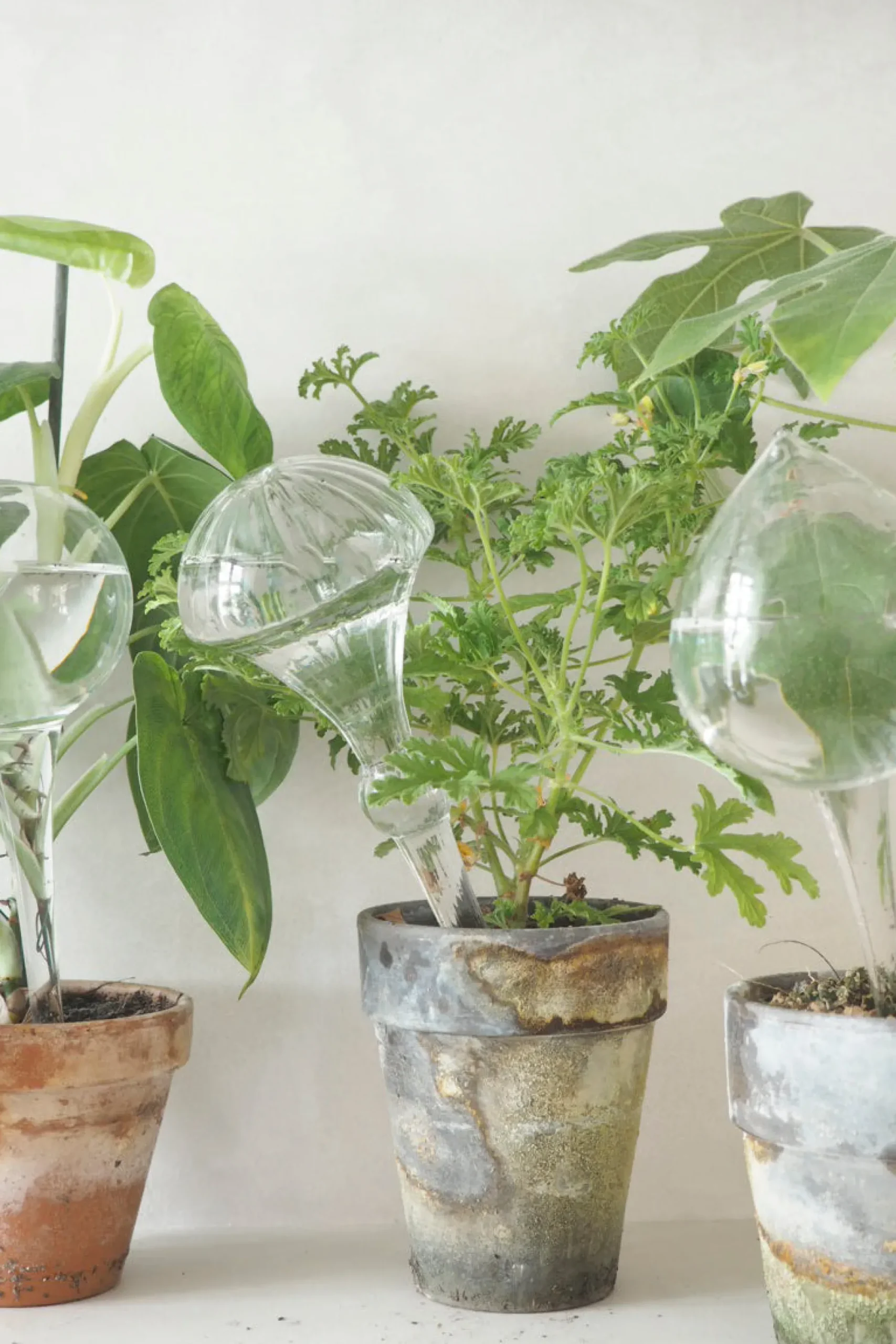 PLANT Selvvandingsglas, globe Clearance