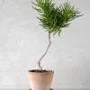 PLANT Senecio barbertonicus Hot