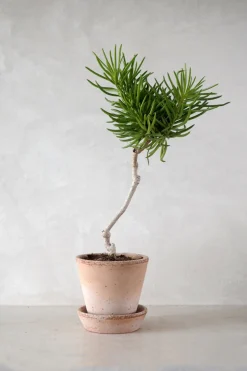 PLANT Senecio barbertonicus Hot