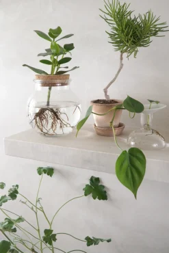 PLANT Senecio barbertonicus Hot