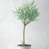 PLANT Senecio Talinoidem Hot