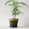 PLANT Silke Eg Discount
