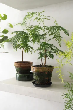 PLANT Silke Eg Discount