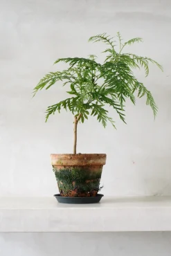 PLANT Silke Eg Discount