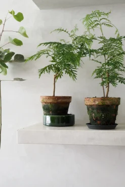 PLANT Silke Eg Discount