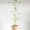 PLANT Silkeeg