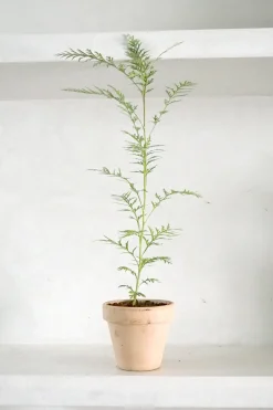 PLANT Silkeeg