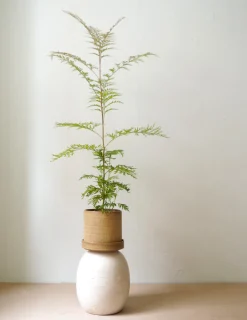 PLANT Silkeeg