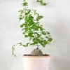 PLANT Skildpaddee - Dioscorea Elepantipes Clearance