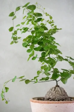 PLANT Skildpaddee - Dioscorea Elepantipes Clearance