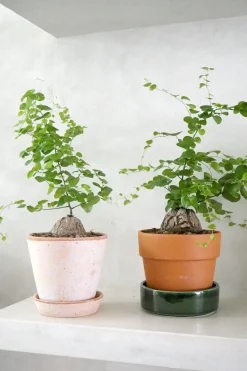 PLANT Skildpaddee - Dioscorea Elepantipes Clearance