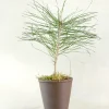 PLANT Skovfyr