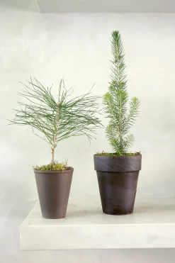 PLANT Skovfyr