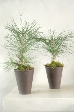PLANT Skovfyr