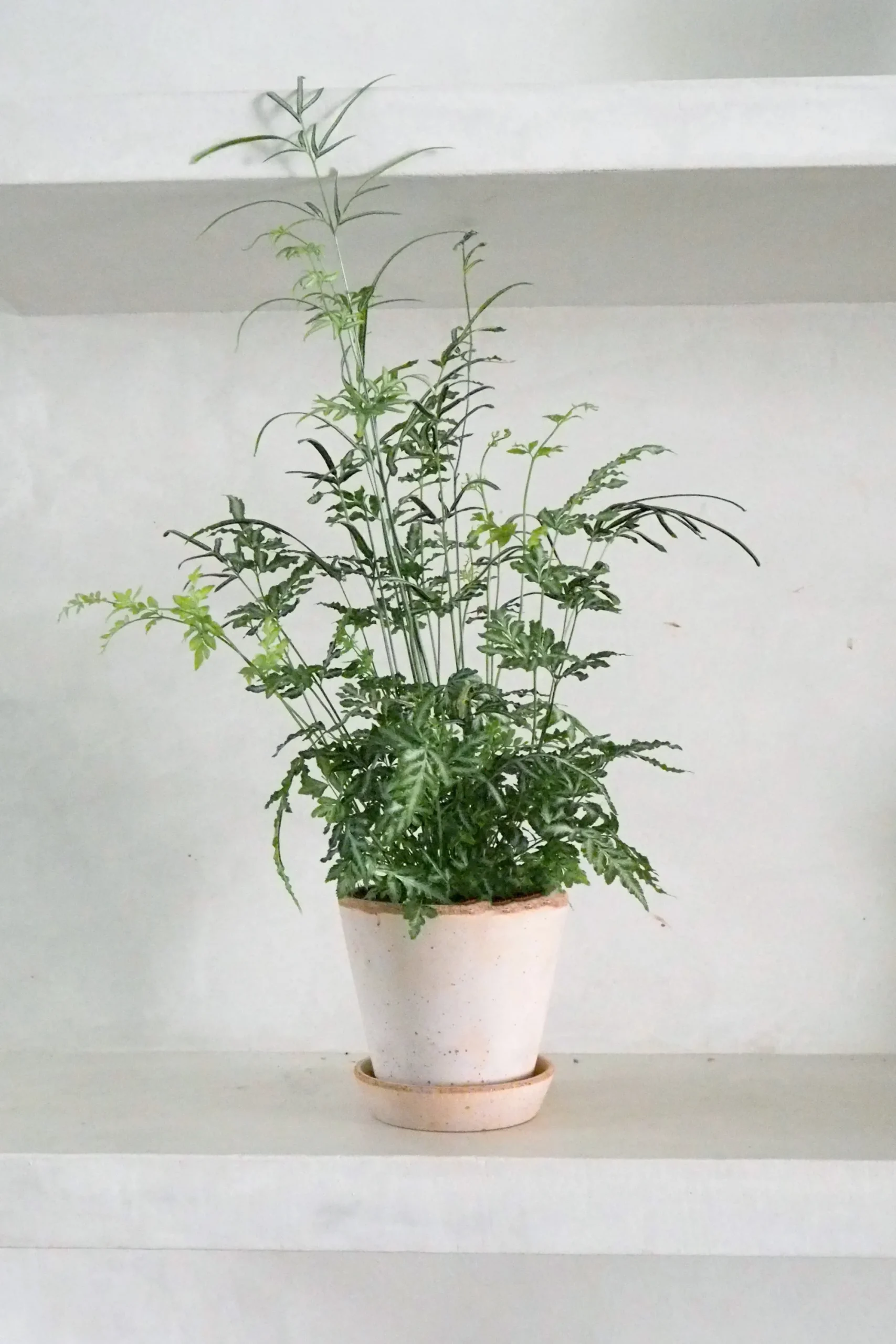 PLANT Sølvbånd bregne Outlet