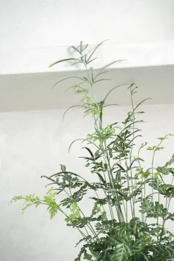PLANT Sølvbånd bregne Outlet