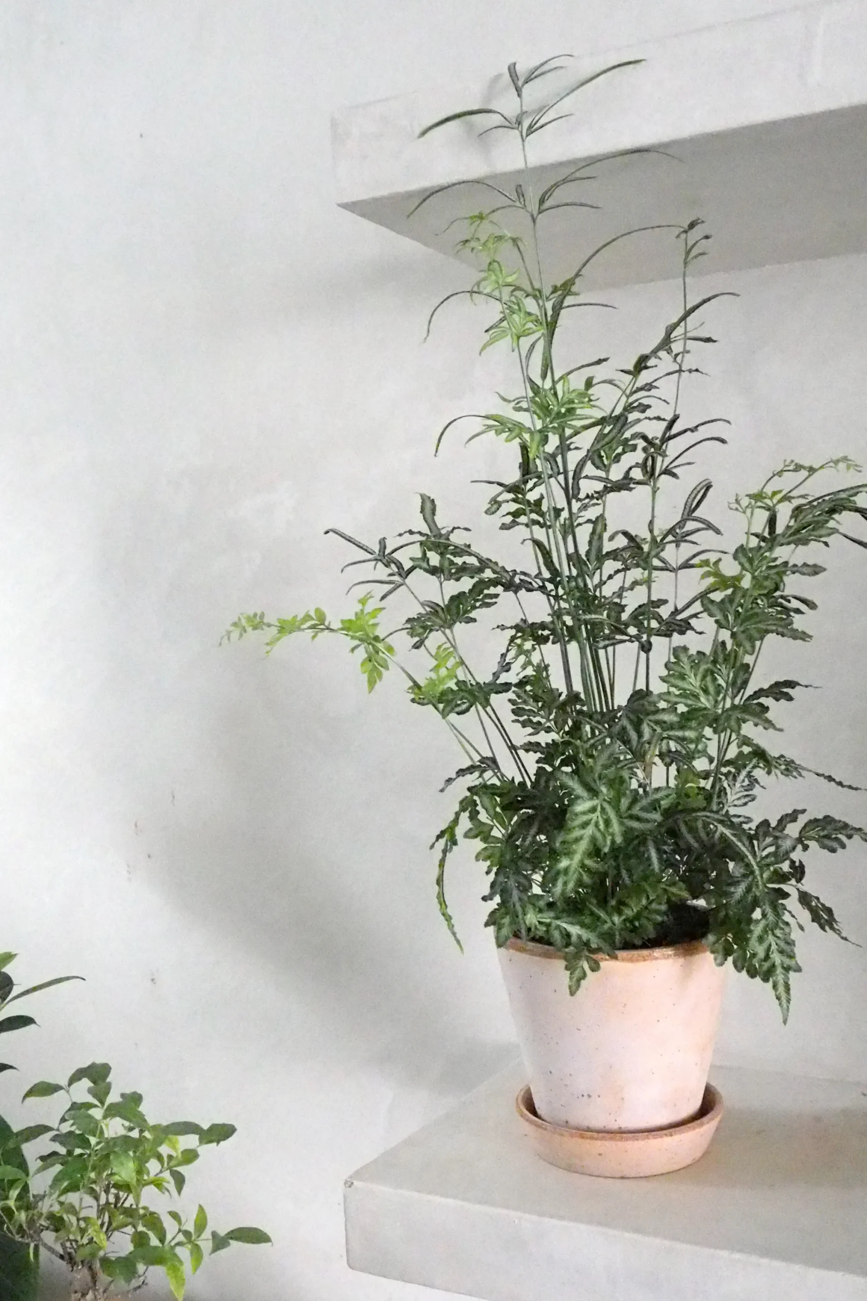 PLANT Sølvbånd bregne Outlet