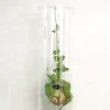 PLANT Snaily Dischidia - i glasvase Online