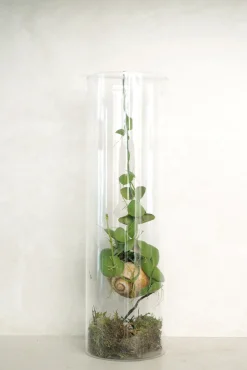 PLANT Snaily Dischidia - i glasvase Online