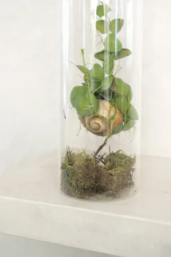 PLANT Snaily Dischidia - i glasvase Online