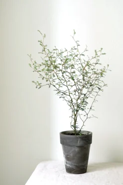 PLANT Sophora Hot