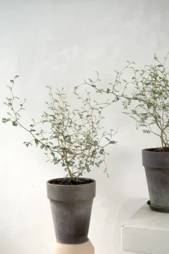 PLANT Sophora Hot