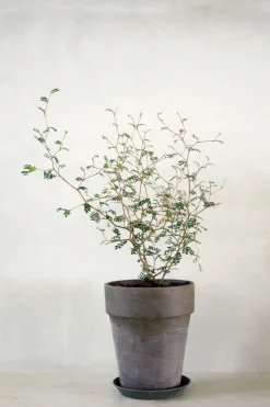 PLANT Sophora Hot