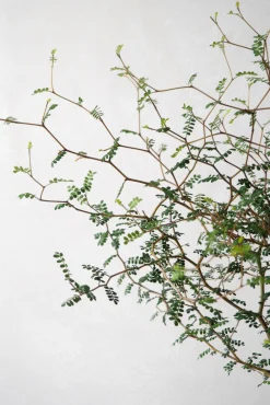 PLANT Sophora Hot