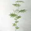 PLANT Sovetræ Clearance