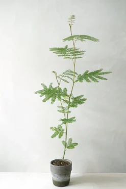 PLANT Sovetræ Clearance