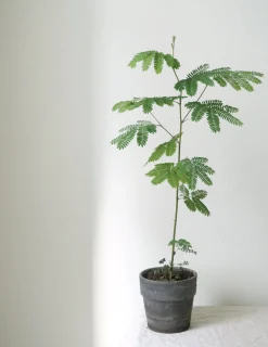 PLANT Sovetræ Clearance