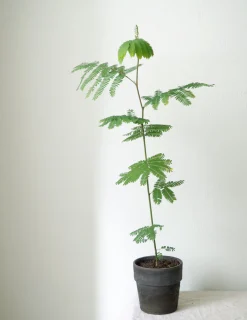 PLANT Sovetræ Clearance