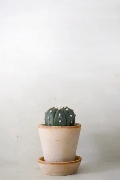 PLANT Søpindsvinkaktus Outlet