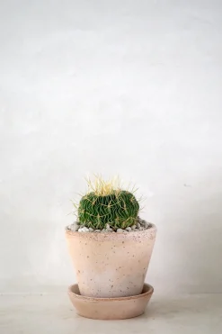 PLANT Stenocactus Clearance
