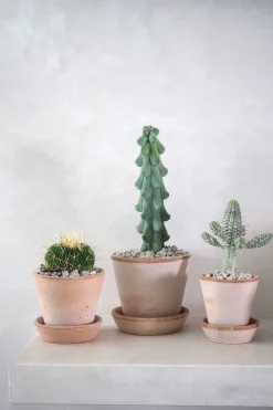 PLANT Stenocactus Clearance