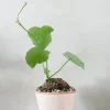 PLANT Stephania suberosa Outlet