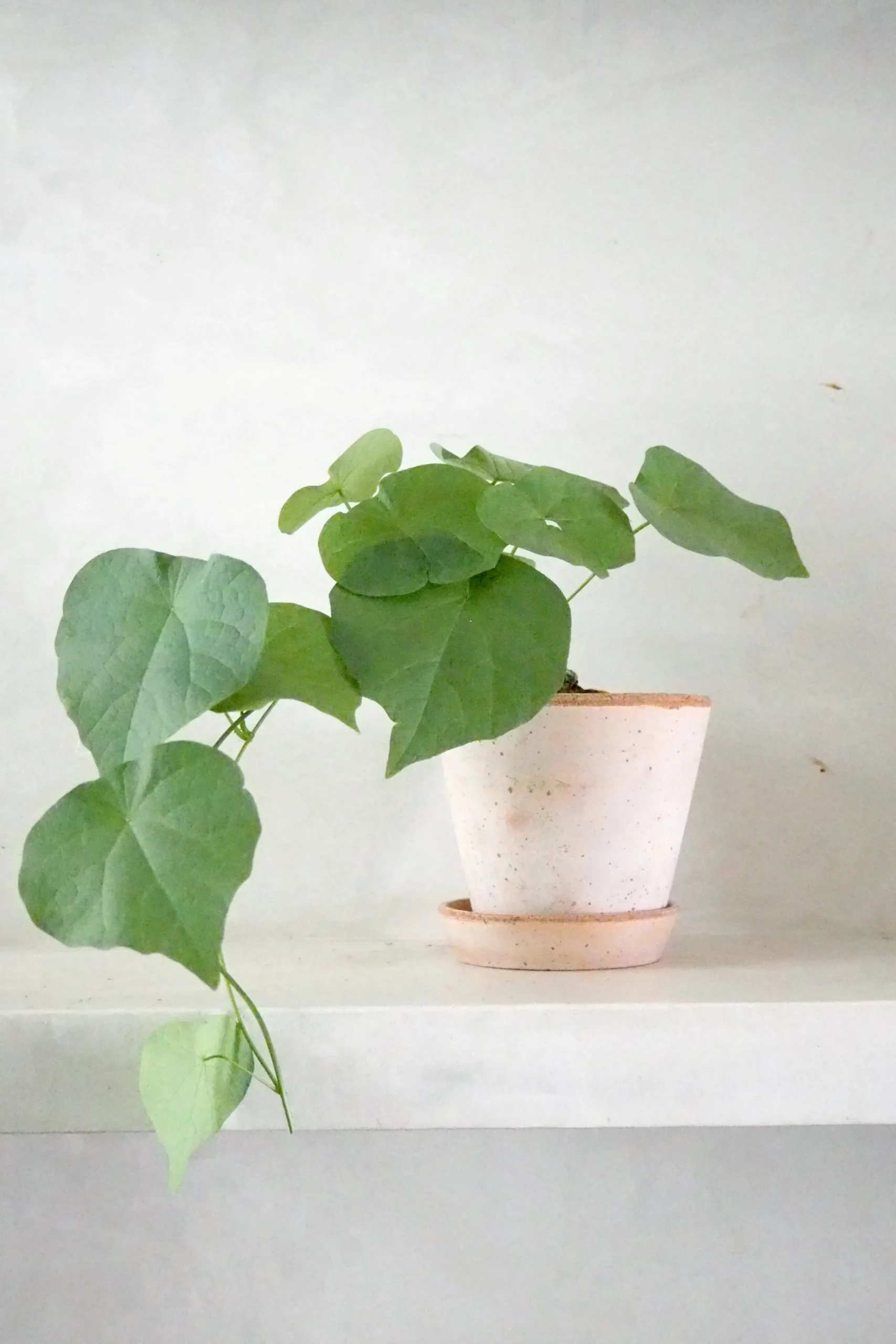 PLANT Stephania suberosa Outlet